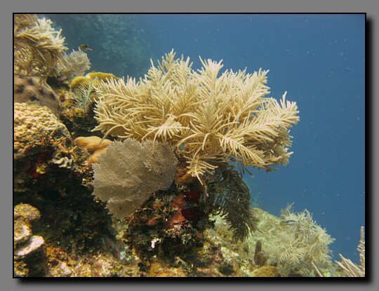 sea plumes